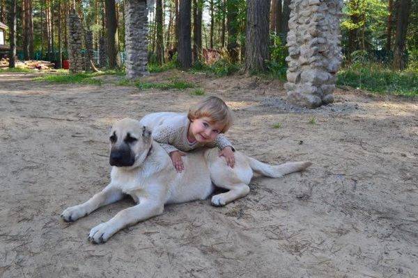 Gampra (armēņu vilku suns) ar bērnu
