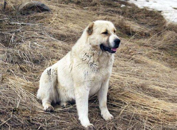 Gampra (armēņu vilku suns) lasa rakstu