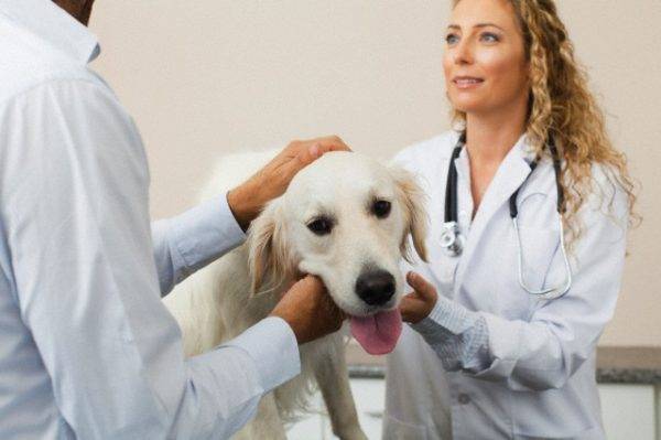 Suņu alerģijas ārstēšana
