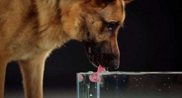 Cik daudz ūdens būtu sunim?