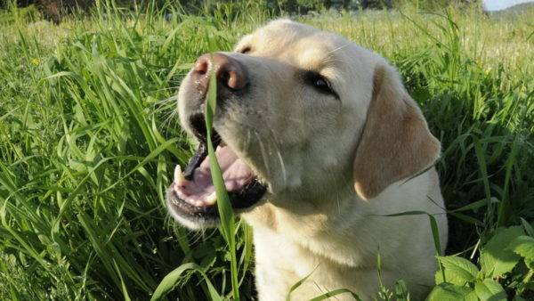 Suns, kas ēd zāli