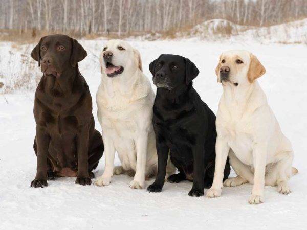 Labradora retrīveru suņi