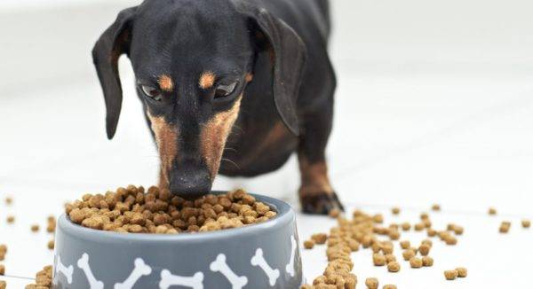 Kā pārvērst suni sausai pārtikai