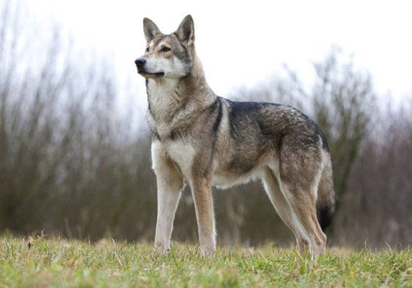 Sarlos vilku suņu šķirnes apraksts