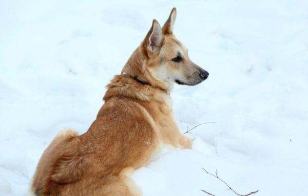 Sarklosa vilku suns sniegā