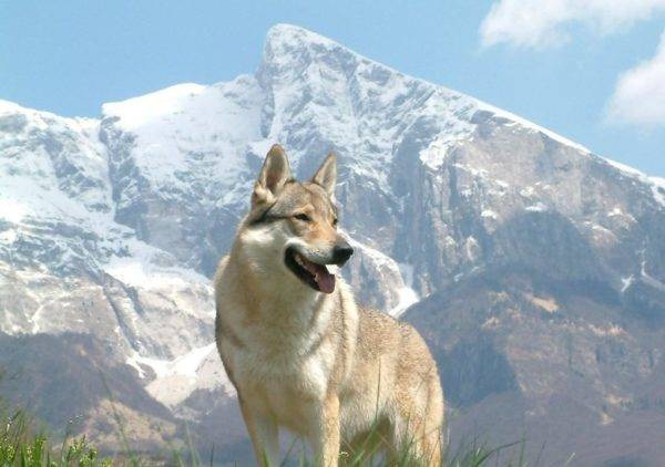 Sārlos vilku suns kalnos