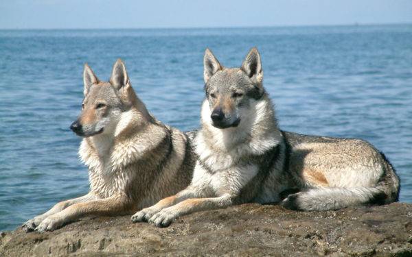 Sarlosa vilku suņi