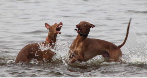 Faraona suņi ūdenī