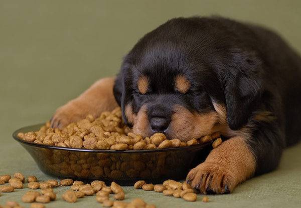 Cik daudz sausā ēdiena dod sunim