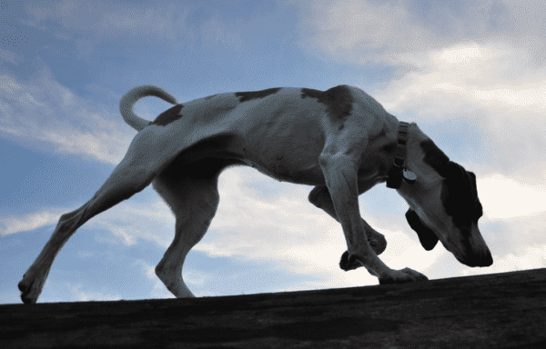 Amerikāņu foxhound uz skaista fona