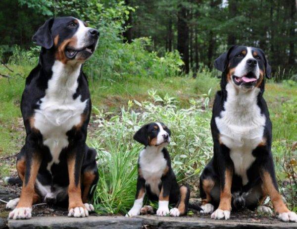 Lielā Šveices kalnu suņu ģimene