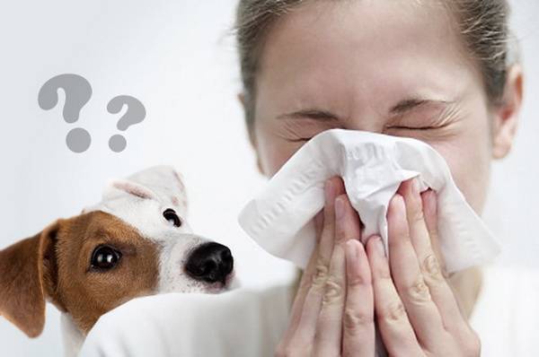 Suņu alerģijas