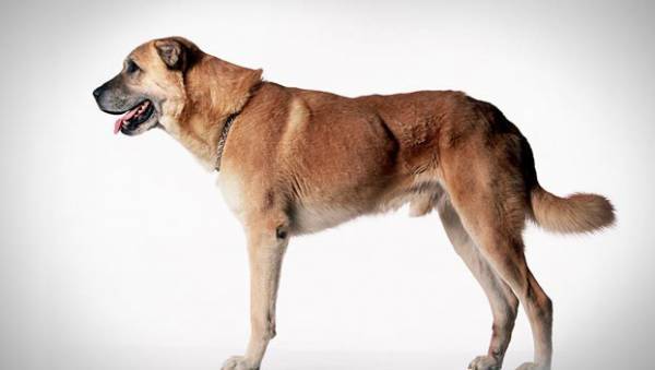 Anatolijas aitu suns skaists suns