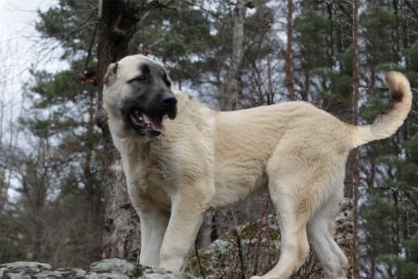 Gampras (armēņu vilku suns) šķirnes apraksts