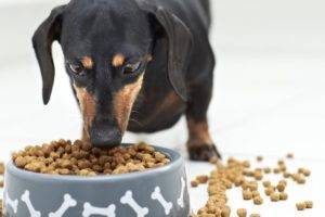 Kā pārvērst suni sausai pārtikai