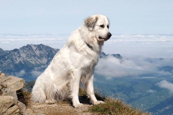 Pireneju kalnu suņu šķirnes apraksts