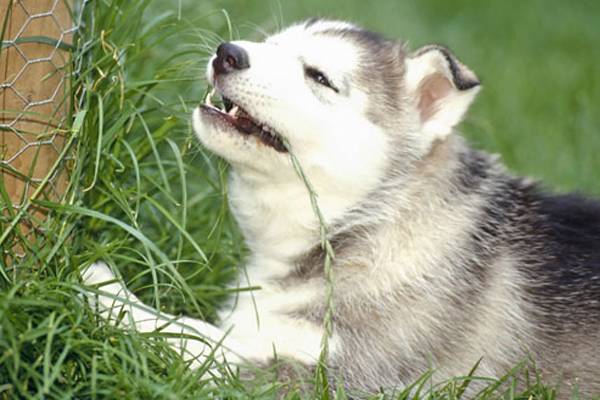 Kāpēc suņi ēd zāli