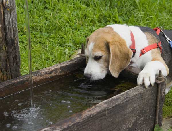 Suņu dzeramais ūdens