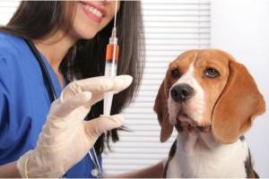 Suņu vakcinācija