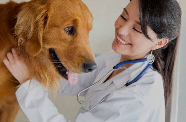 Suņa pārbaude pie veterinārārsta
