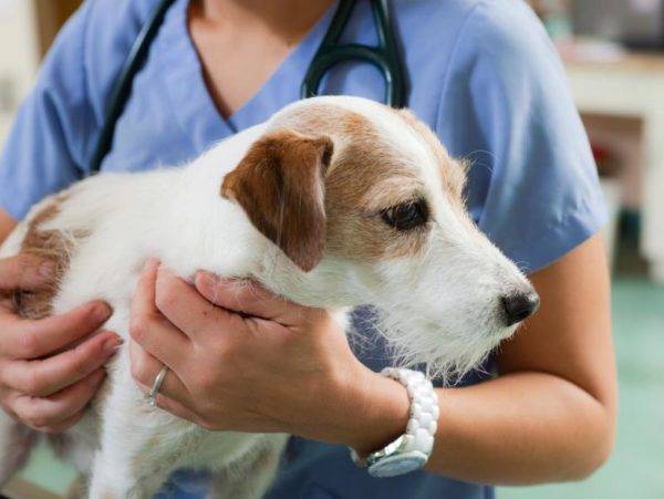 suns veterinārā klīnikā