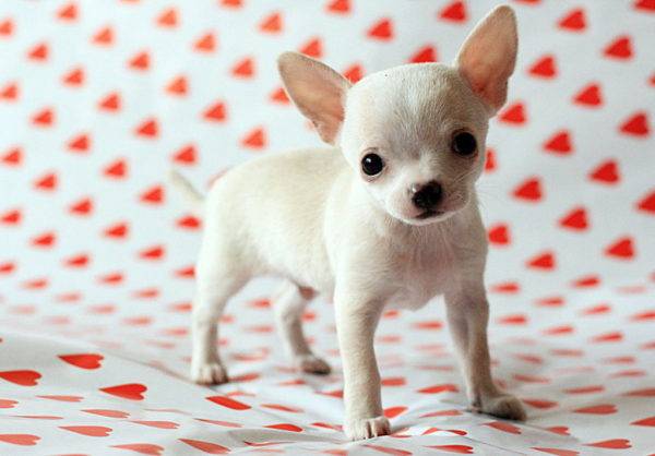 pārsteidzošs Chihuahua foto