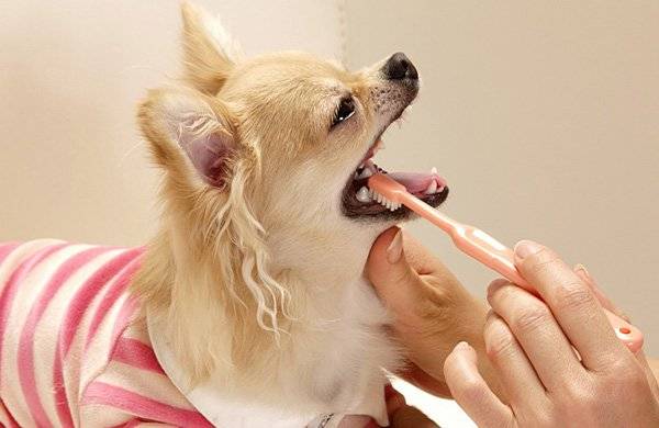 Kā iztīrīt suņa zobus