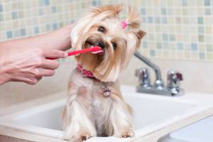 Kā iztīrīt suņa zobus