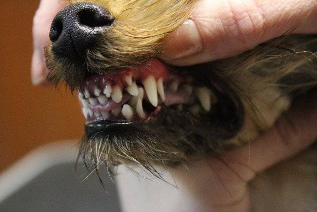 Nosakot suņa vecumu zobos