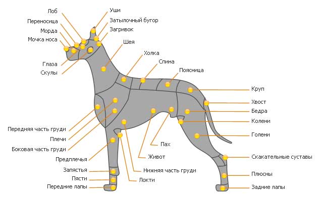 Suņu ķermeņa struktūra