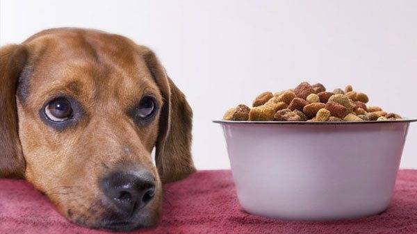 Suns neēd ar miozītu