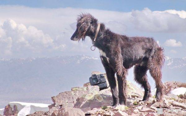 Taigan (Kirgiz Greyhound)