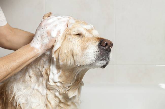Kā mazgāt suni