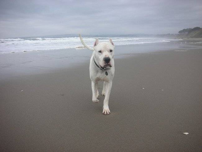 Argento Dogo pludmalē