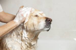 Kā mazgāt suni