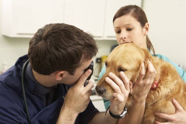 Palīdziet veterinārārstam ar acu slimībām suņiem
