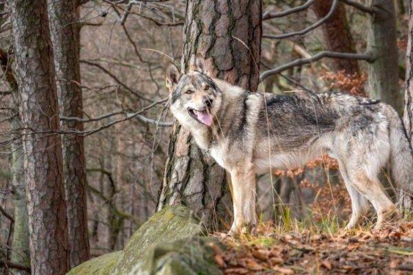 Čehoslovākijas vilku suns