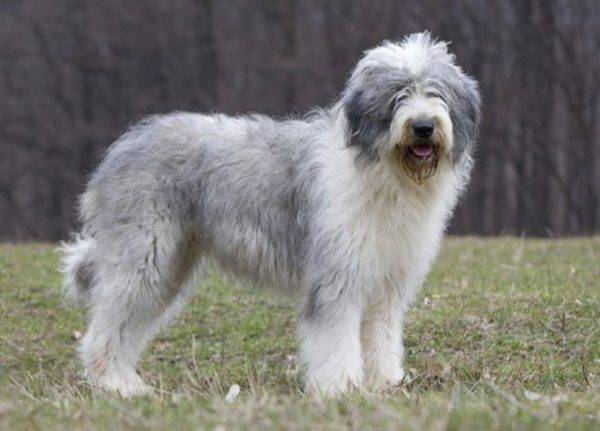Rumānijas aitu suns