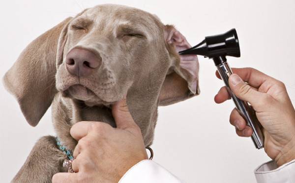 Kā tīrīt suņa ausis
