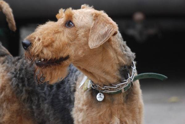skaists airedale terjers