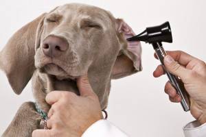 Kā tīrīt suņa ausis