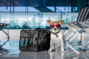 suns lidostā