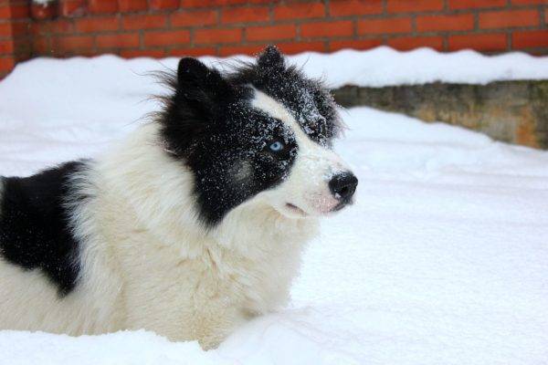 Yakut husky sniegā