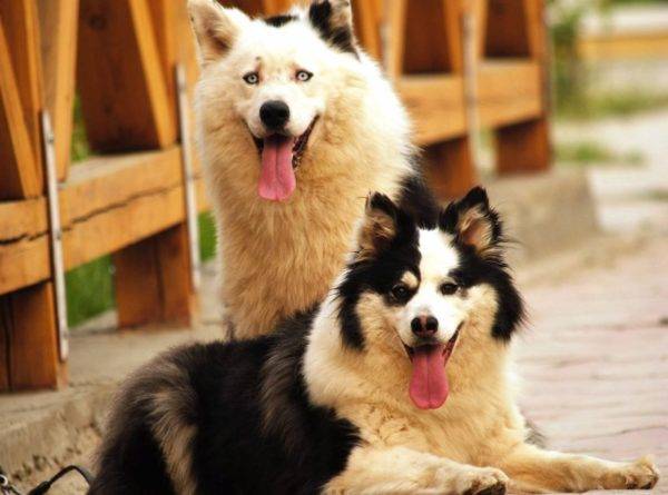 Yakut huskies ir skaisti