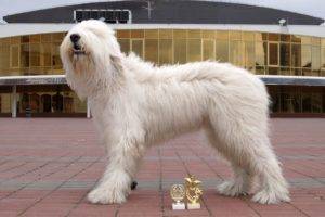 Skaists Dienvidkrievijas aitu suns