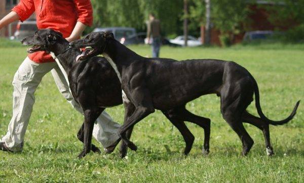 Black Greyhound