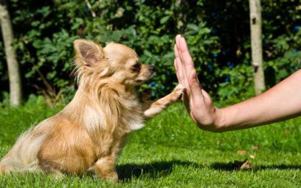 Suņu apmācības metodes