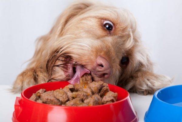 suns ēd mitru pārtiku