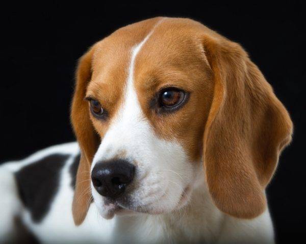 Ļoti skaists beagle