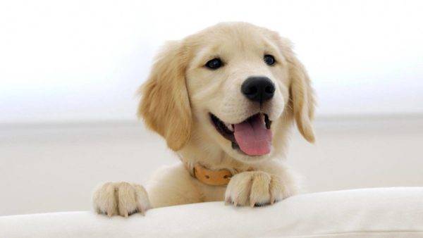 laimīgs suns